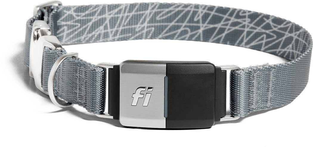 Image Of The Collar In A Grey Band - Belt (1120x620), Png Download