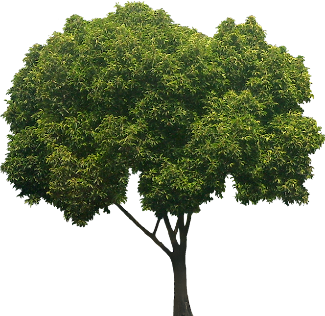 Young Tree, Height - Plants For Photoshop Rendering (689x660), Png Download