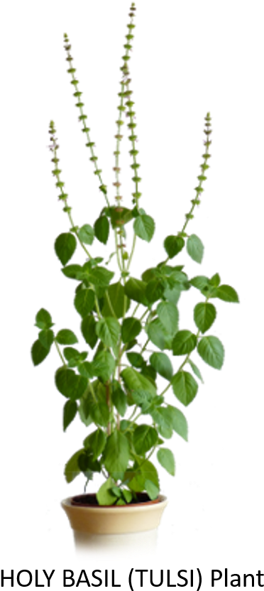 Please Share This Info With You Friends And Loved Ones - Flowerpot (421x867), Png Download