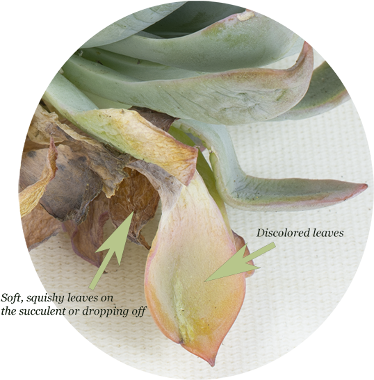 Discoloration Might Even Be Noticeable, Such As Black - Bud (580x580), Png Download