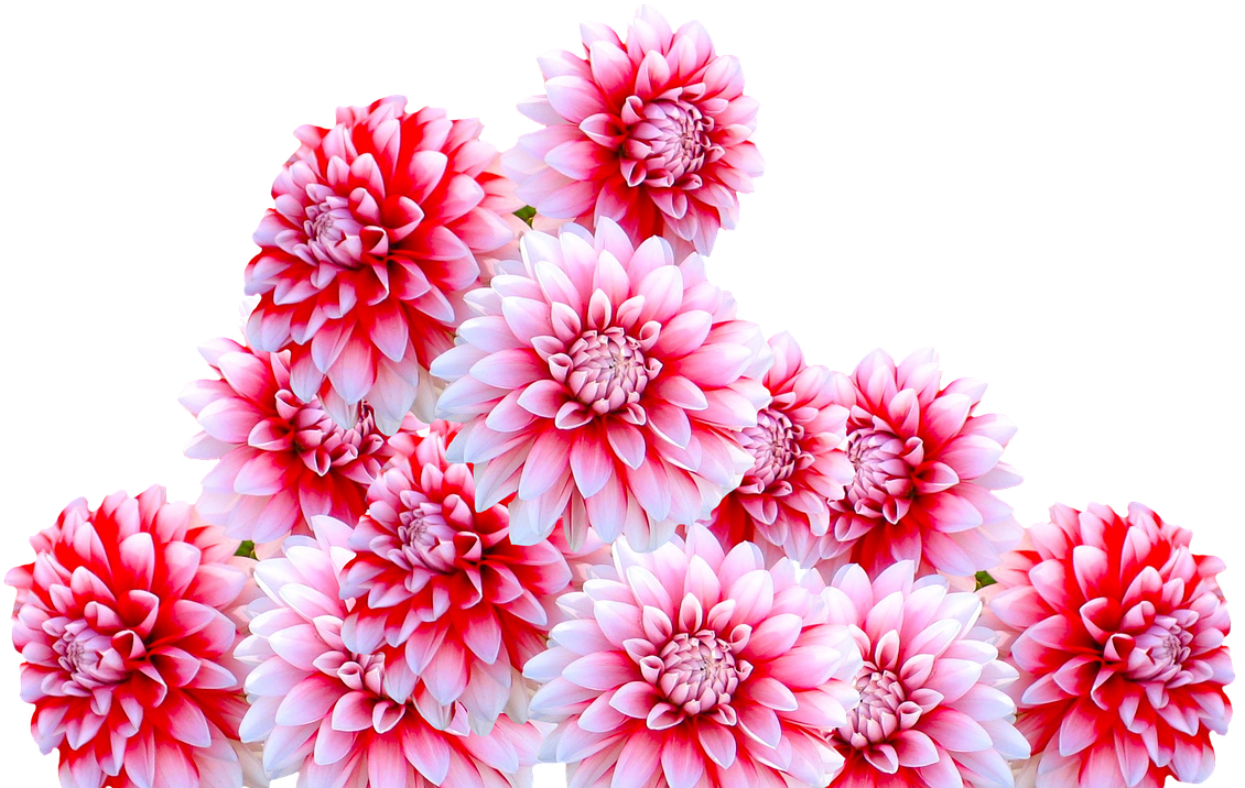 Dahlia Jewelry Dahlia Autumn Flower - Flowers Garden In Png (1280x965), Png Download