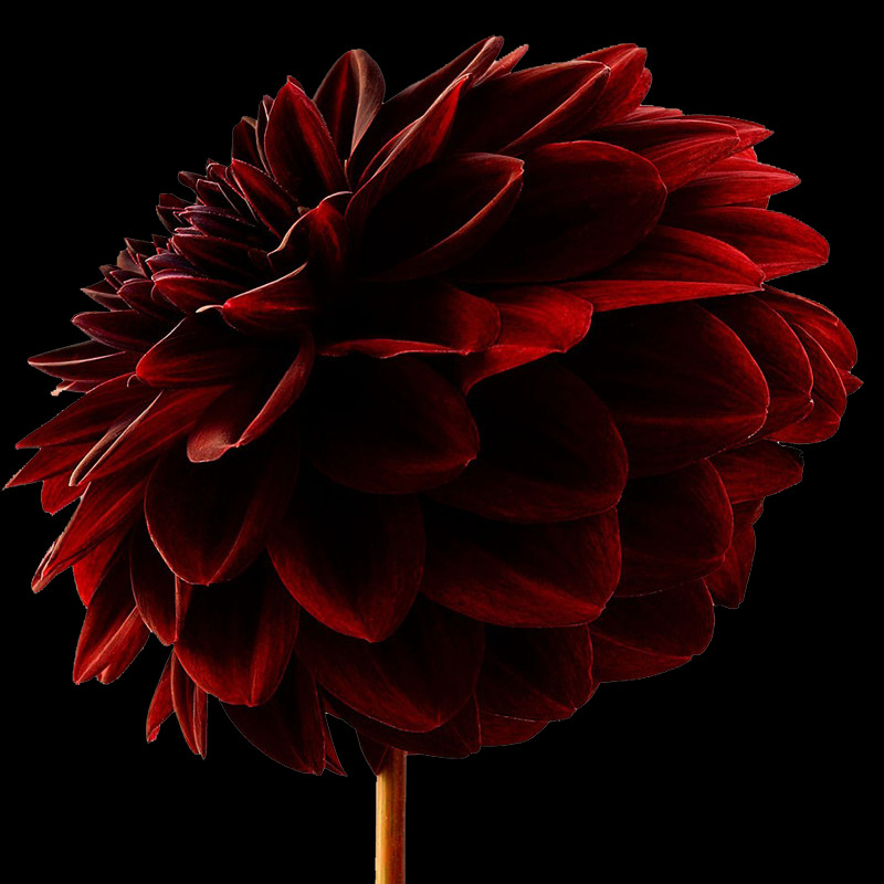 Did You Know - Dahlia (800x800), Png Download