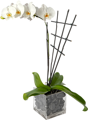 Single Stem Phalaenopsis Plant - Artificial Flower (326x430), Png Download