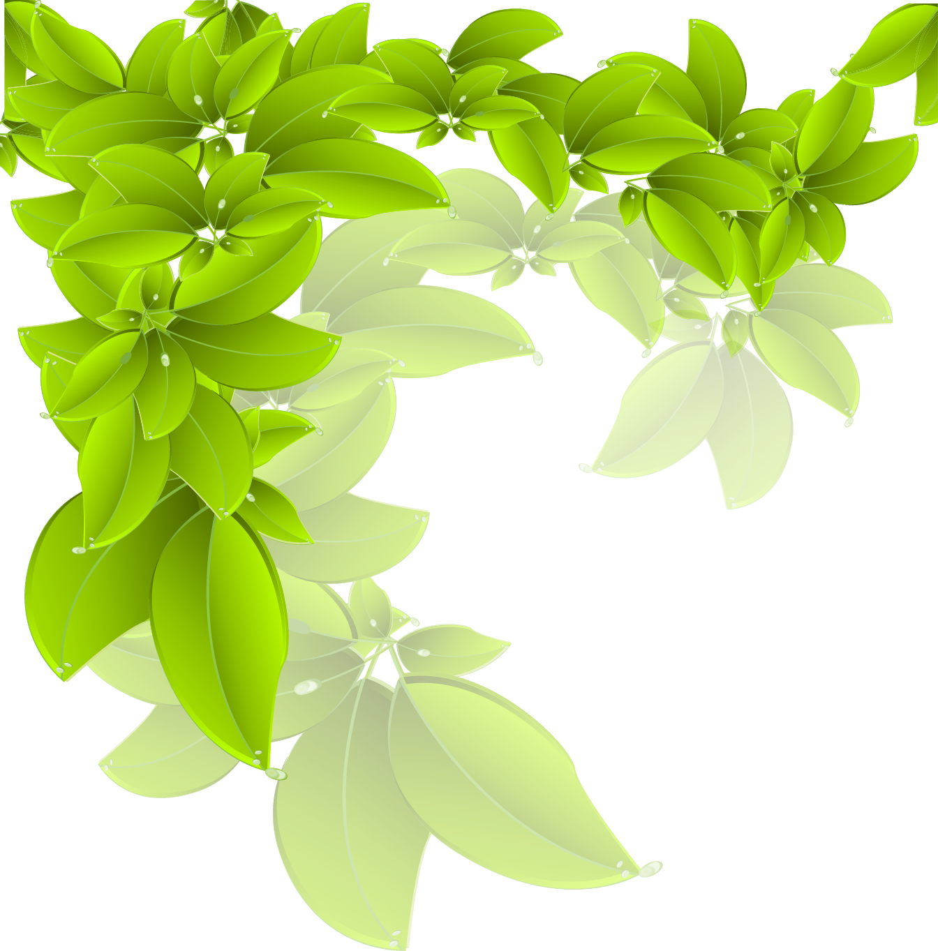 Branch Green Leaf - 綠葉 底 (1344x1363), Png Download