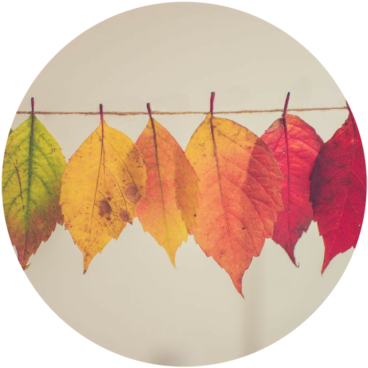 Untitled Design - Thanksgiving 2018 (800x800), Png Download