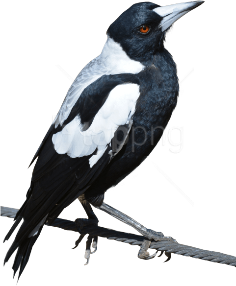 Free Png Download Magpie Bird Png Images Background - Magpie Png (480x673), Png Download