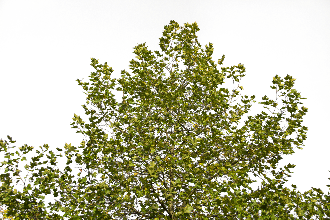 Branches,foliage,free Pictures, - 나뭇 가지 Png (1280x853), Png Download