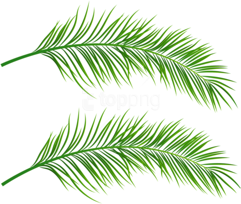 Free Png Download Palm Leaves Transparent Clipart Png - Palm Leaf Transparent Png (850x709), Png Download