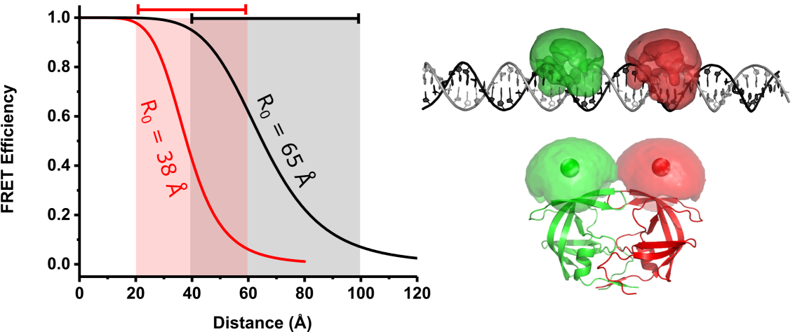Fret Provides A Ruler To Measure Distances On The Molecular - Diagram (1156x529), Png Download