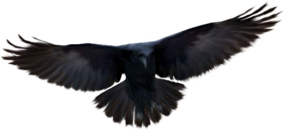 #raven #crow #blackbird #dark #freetoedit - Crows (1024x798), Png Download