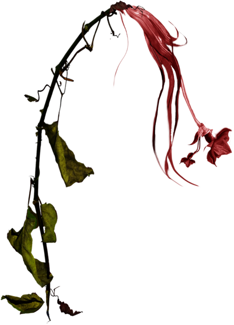 Wilted Red Daffodil Stock Photo Png By - Withered Plant Png (1600x1874), Png Download