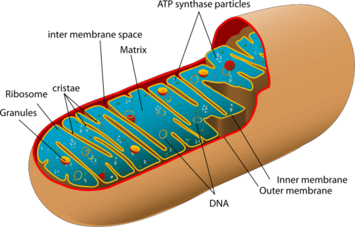 Mitochondria Power Producers In Cells - Labeled Diagram Of The Mitochondria (1500x958), Png Download