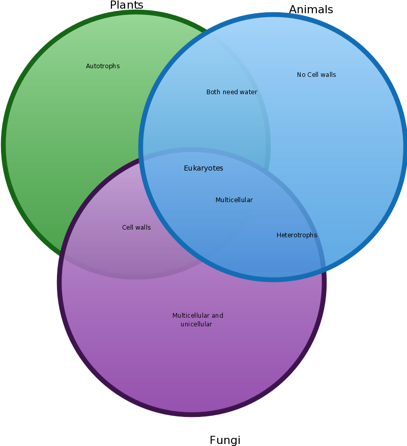 Was Made With Creately Diagramming And Collaboration - Similarities And Differences Between Plants And Fungus (801x902), Png Download
