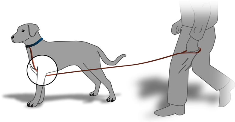 Tired Of Tangled Leashes - Leash Tangle (807x407), Png Download