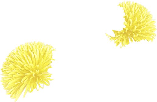 Lightyellow - Dandelion (700x700), Png Download