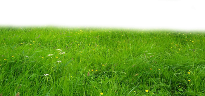 Hd Grass Png - Deviantart Grass Png (700x560), Png Download