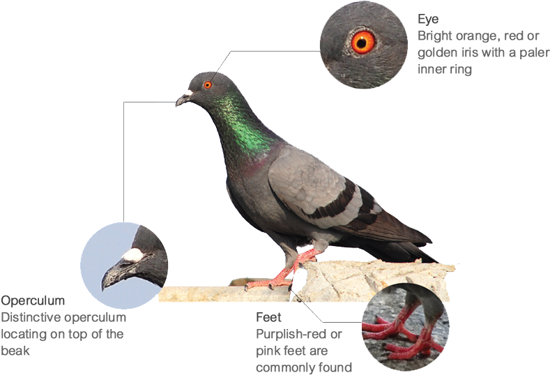 Features - Stock Dove (801x537), Png Download