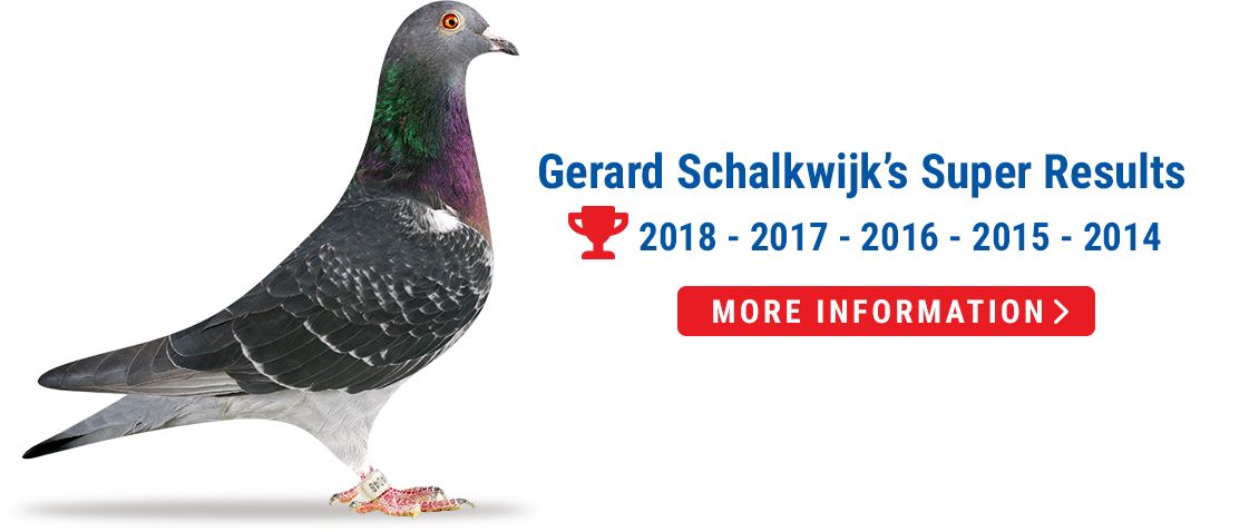 Gerard Is User Of - Rock Dove (1130x478), Png Download