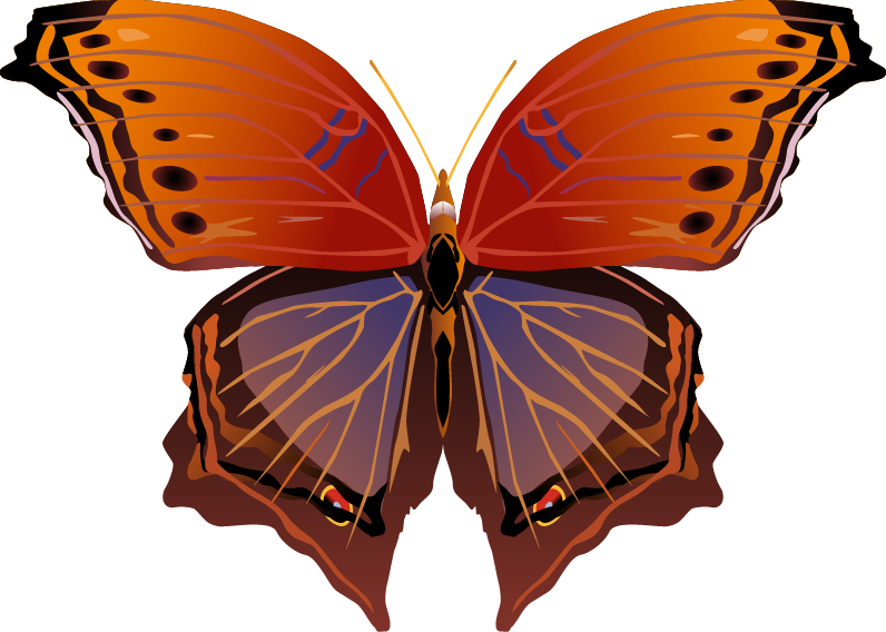 Butterfly Png Images - Brush-footed Butterfly (796x568), Png Download
