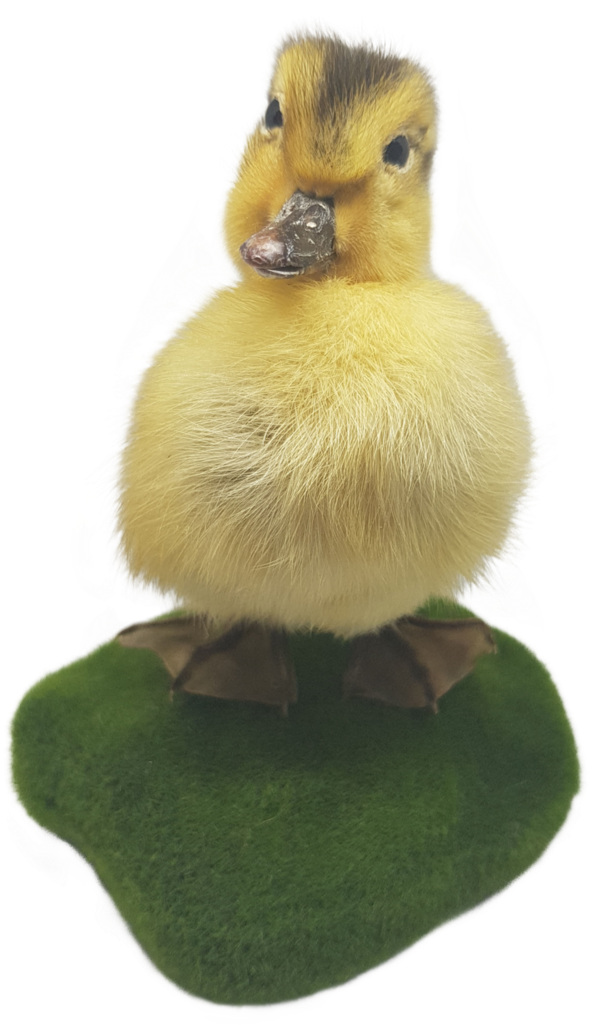 Taxidermy Yellow Duckling - Duck (683x1024), Png Download