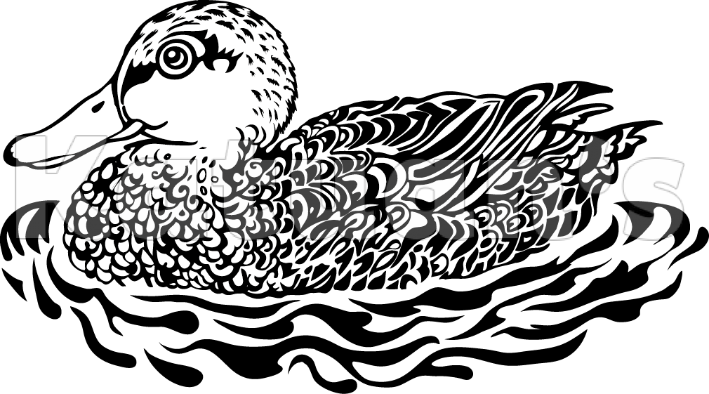 Duckling - Duck (1010x561), Png Download