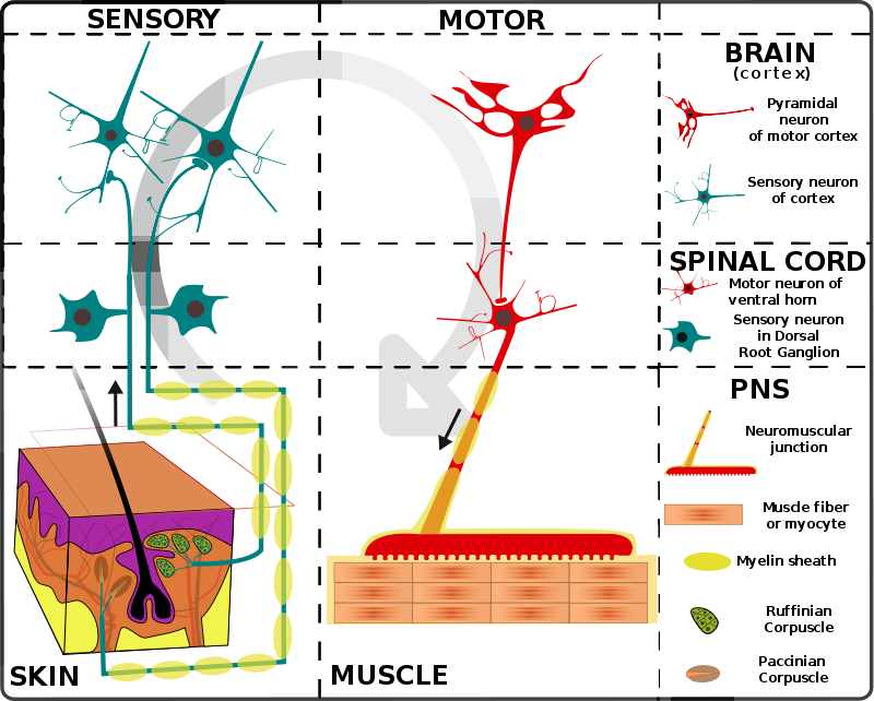 Simplified Schema Of Basic Nervous System Function - Organization Of Nervous System (800x642), Png Download