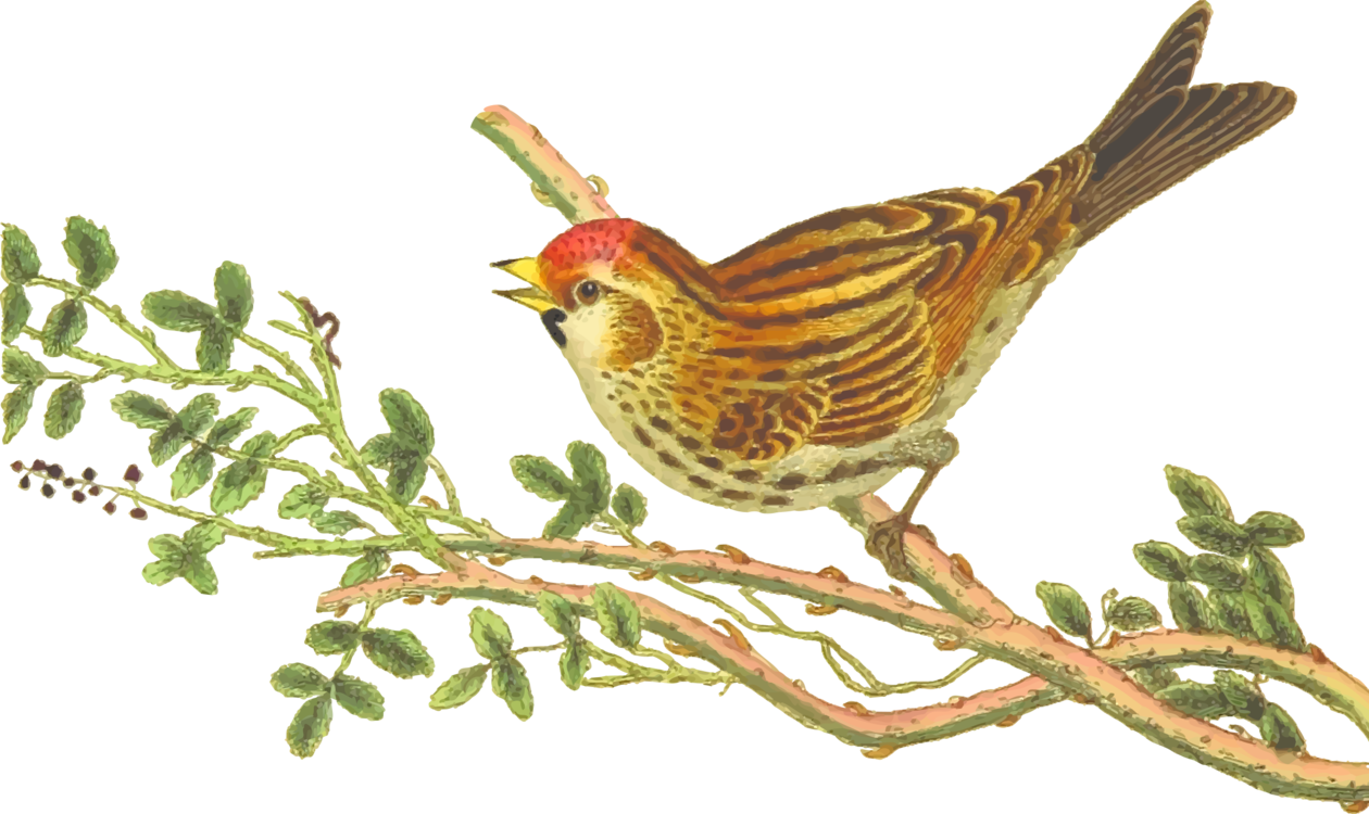 All Photo Png Clipart - Lark (1260x750), Png Download