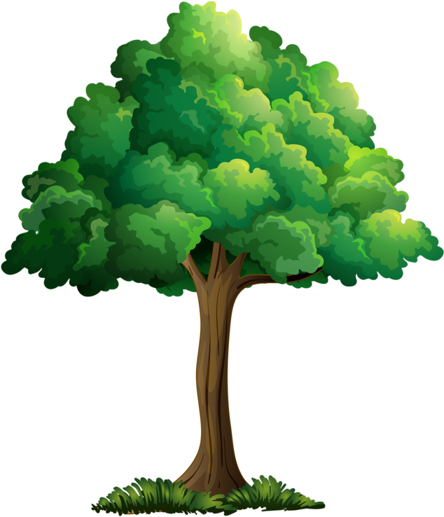 Фотки Cartoon Trees, Picture Tree, Flowering Trees, - Summer Tree Clipart (700x800), Png Download