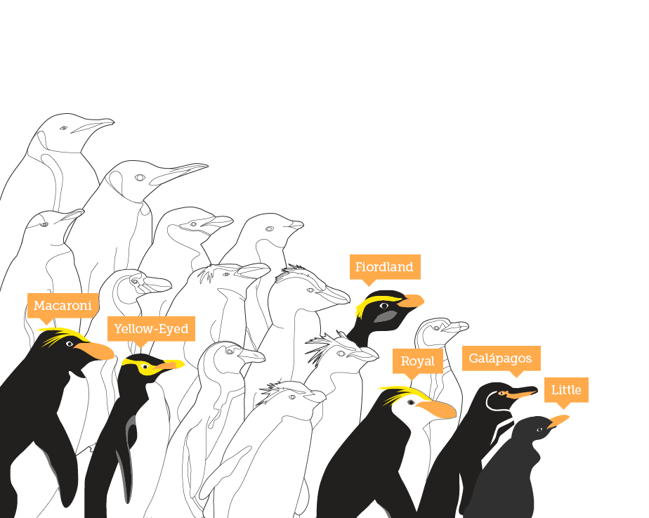 Predators - King Penguin (924x737), Png Download