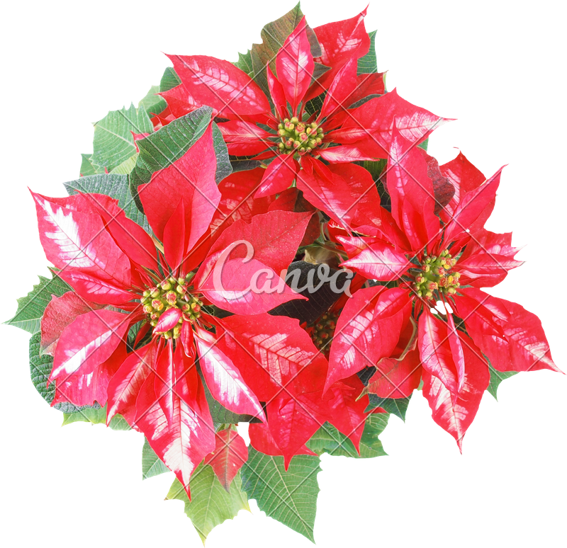 800 X 774 2 - Auguri Di Buon Natale Fiori (800x774), Png Download