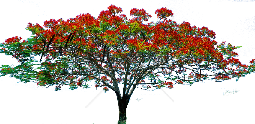 Free Png Spring Tree Png Png Image With Transparent - Tree Image Hd Png (850x415), Png Download