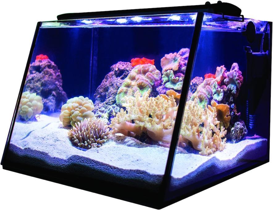 Lifegard Aquatics Full View Aquarium Reef - Aquarium (1000x1000), Png Download
