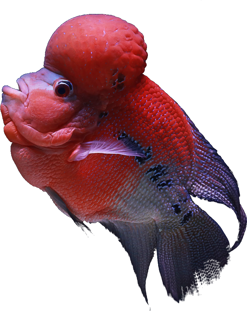 Bird (1024x1024), Png Download