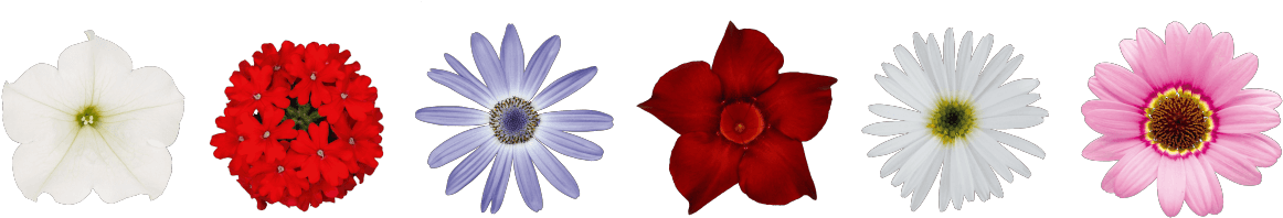 Flower Banner - African Daisy (1216x442), Png Download
