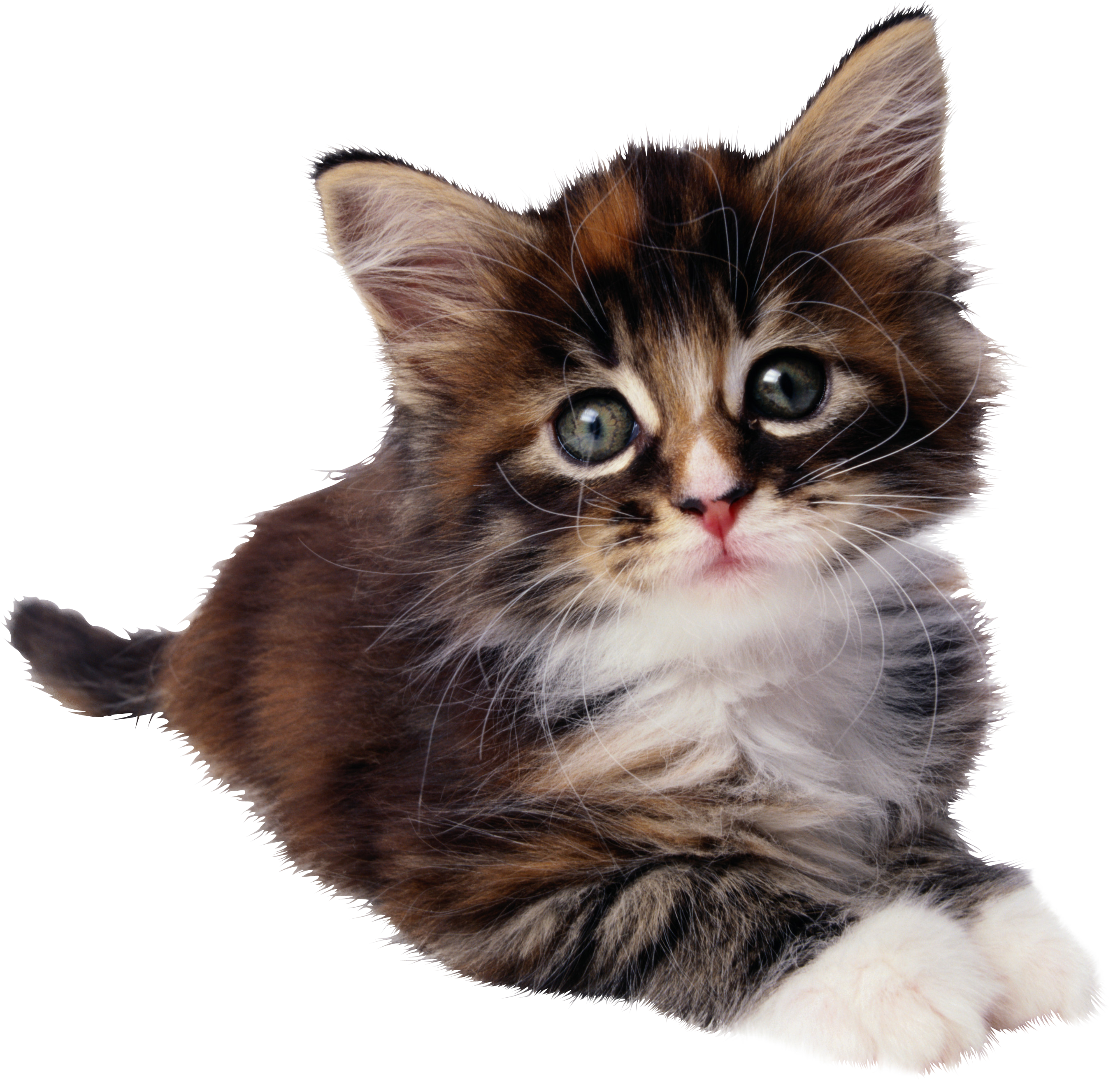 Sphynx Cheetoh Kitten Felidae - Cute Allergy Free Cat (2722x2642), Png Download