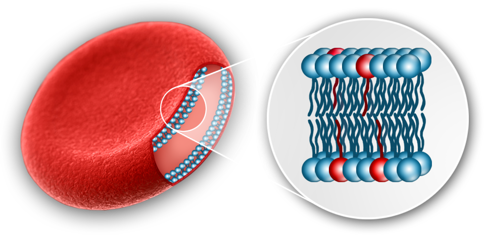 In Any Sample Type - Red Blood Cell Fatty Acid (1000x826), Png Download