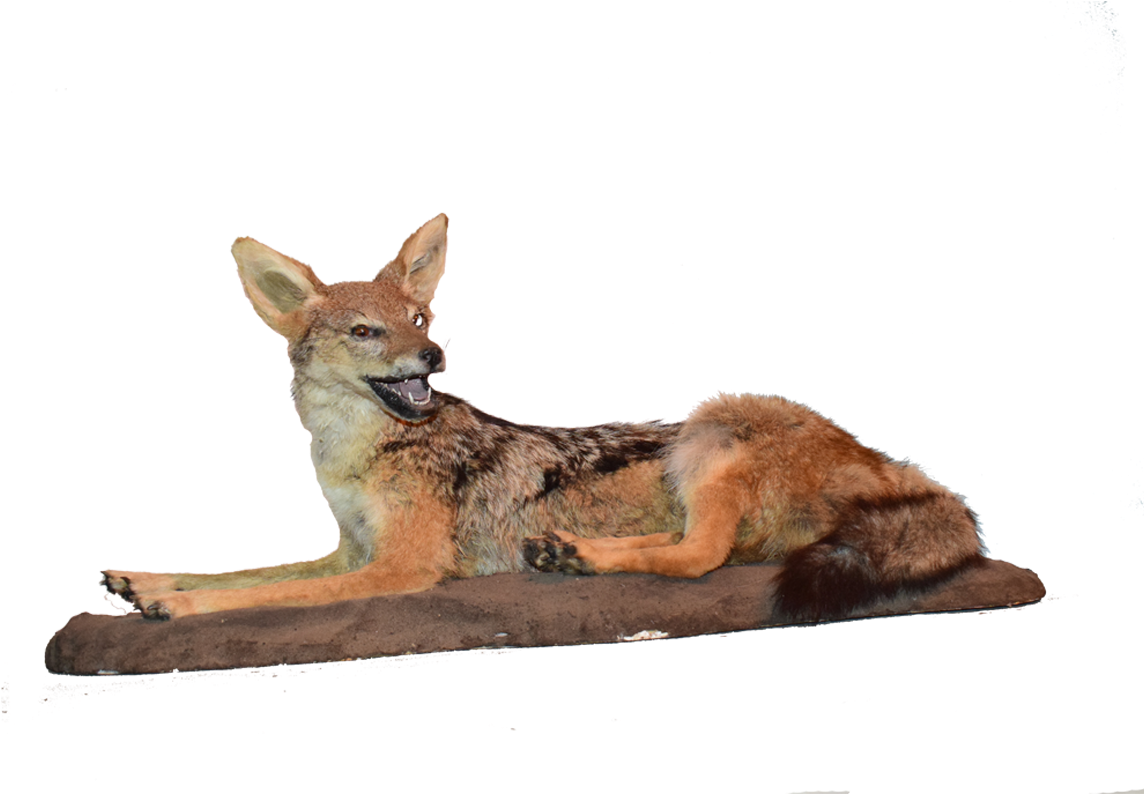 Jackal Full Mount Jfm - Grey Fox (1280x960), Png Download