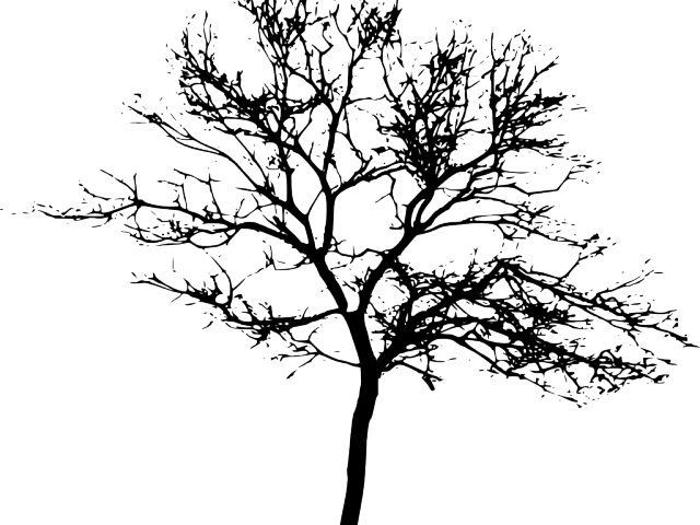Drawn Dead Tree Transparent Background - Tree Silhouette Transparent Png (640x480), Png Download