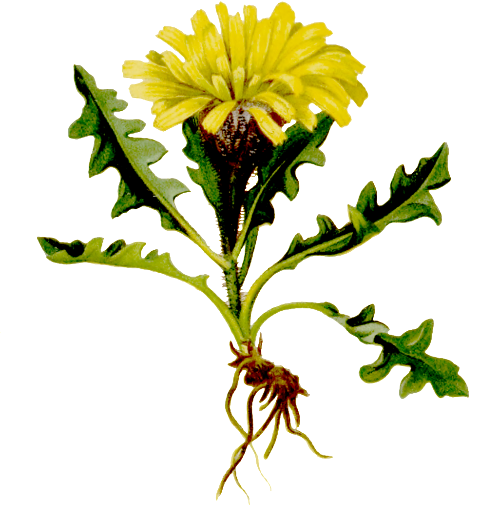 Hand Painted One With Root Yellow Wild Chrysanthemum - Chrysanthemum (1024x1072), Png Download