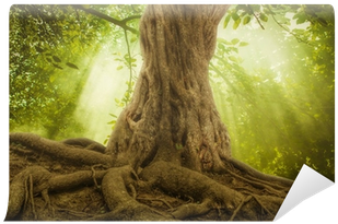 Big Tree Roots And Sunbeam In A Green Forest Wall Mural - Big Tree (400x400), Png Download