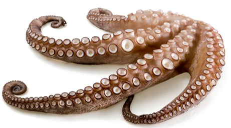 Octopus Tentacles Png Free Download - Octopus Tentacles Png Free (460x271), Png Download