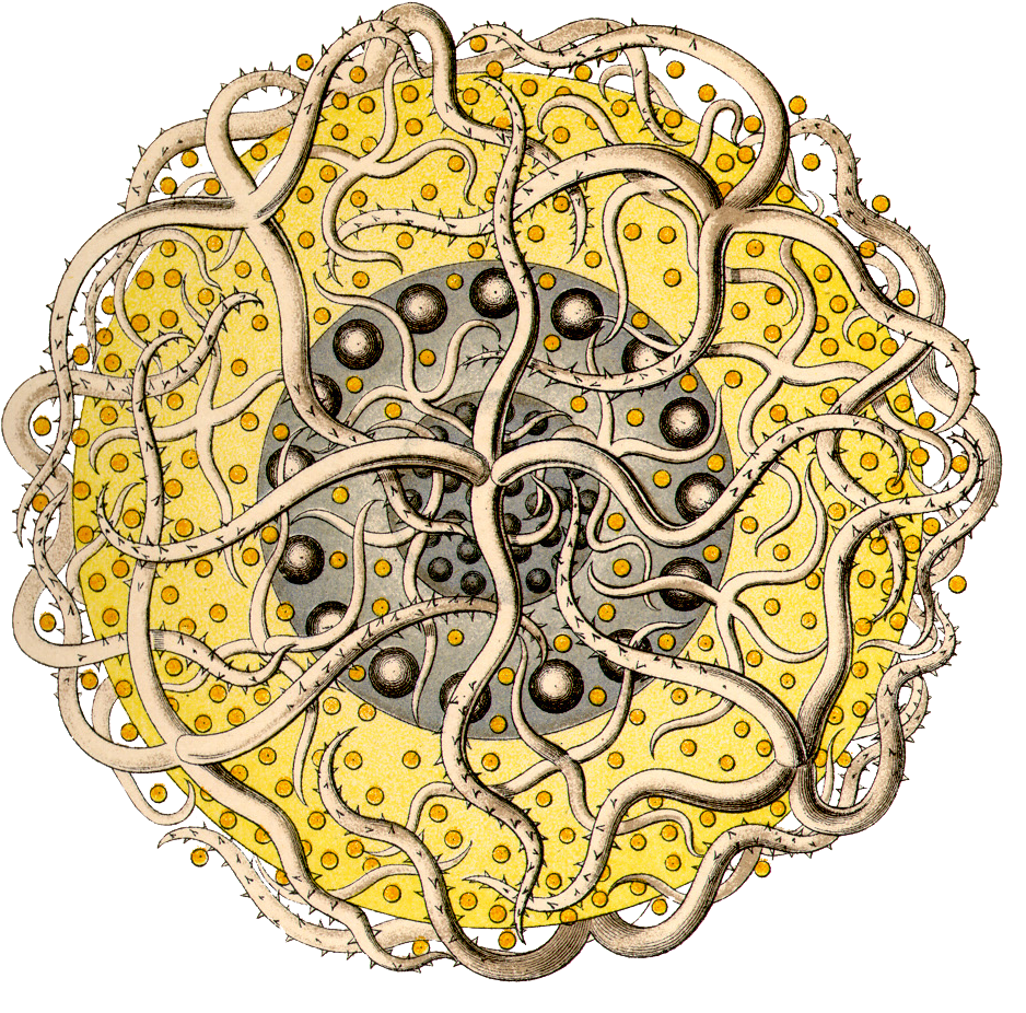 Kdn/polycyttaria/sixteen Black Dot Tentacles Copy - Ernst Haeckel (958x975), Png Download