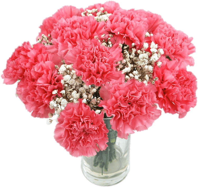 Flowers - Carnation Flower (800x800), Png Download