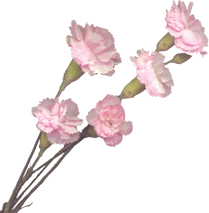 Carnations Captures The Meaning - Carnations Transparent (711x724), Png Download