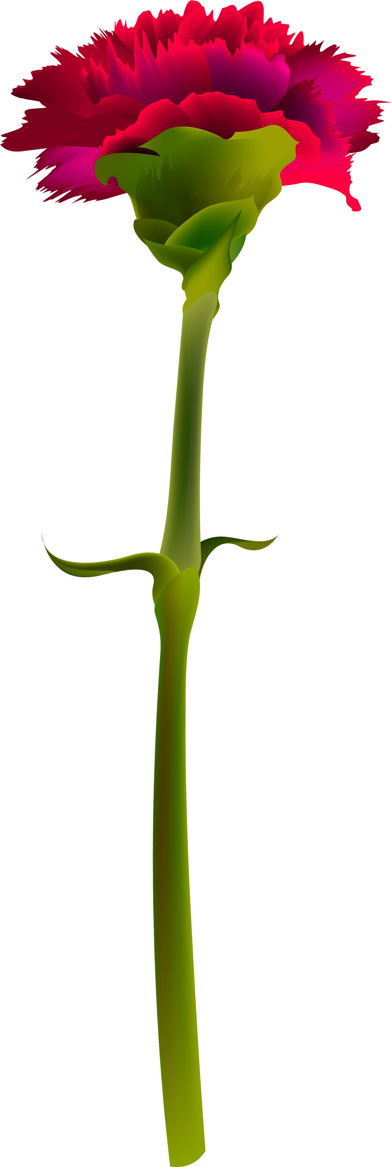 View Full Size - Red Carnation Flower Png (1893x5126), Png Download