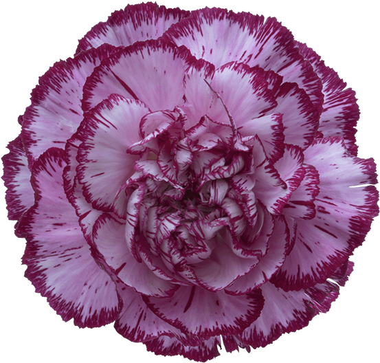 Bacarat Purple Carnation - Carnation Blue Copernico (582x545), Png Download