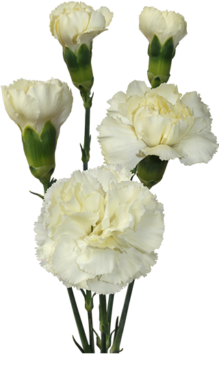 Colibri Flowers S - Flower (600x600), Png Download