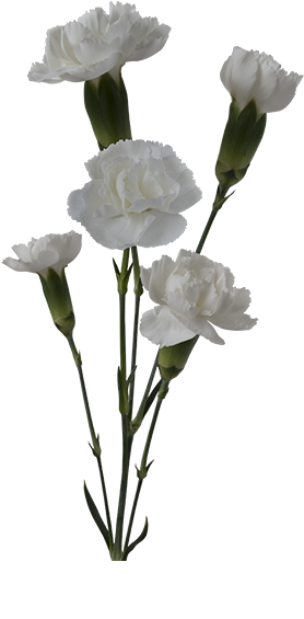 Colibri Flowers Minicarnation Ibis, Grower Of Carnations, - Greenball Corporation (600x600), Png Download