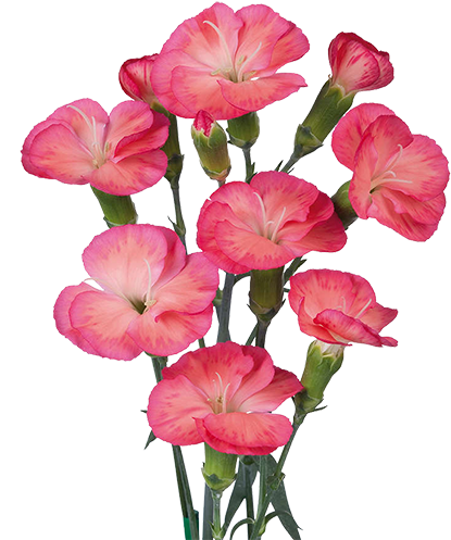 Petunia (415x525), Png Download