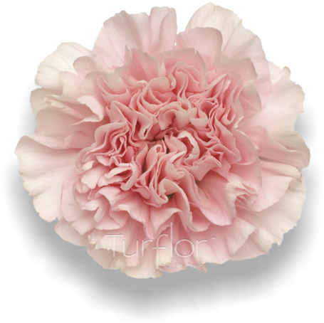 Carnation (652x532), Png Download